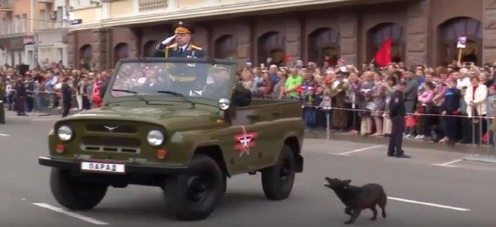 Собака на параде &quot;ДНР&quot; стала поводом для шуток: говорят, она - &quot;украинский диверсант&quot; / фото facebook.com/den.kazansky