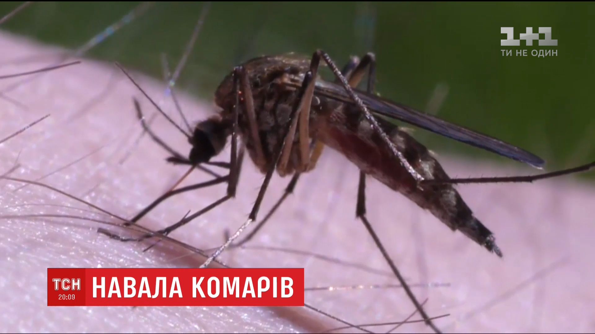 Кадр из видео ТСН Кадр из видео ТСН