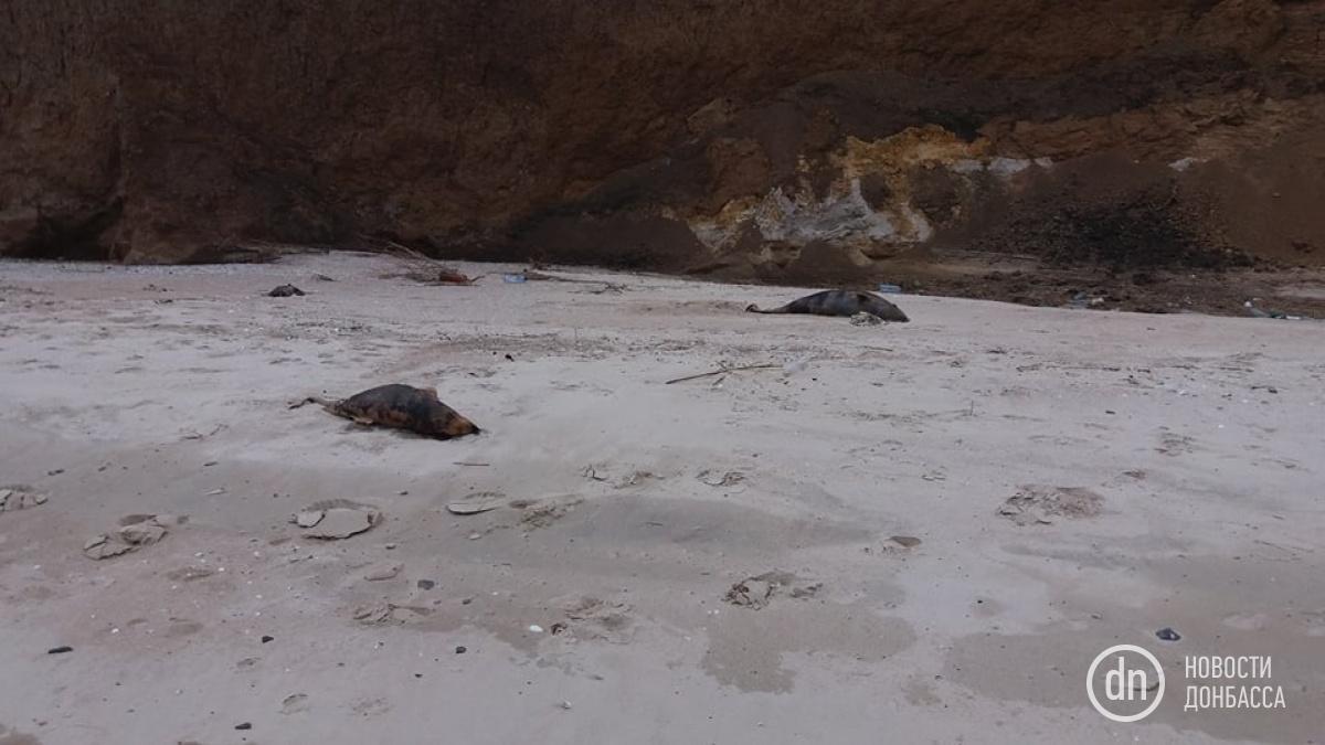 На побережье Азовского моря возле села Рыбачье под Мариуполем найдены мертвые дельфины / фото Новости Донбасса На побережье Азовского моря возле села Рыбачье под Мариуполем найдены мертвые дельфины / фото Новости Донбасса