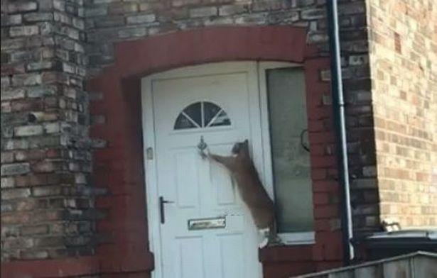 Кошка терпеливо ждала, пока ей откроют / фото liverpoolecho.co.uk Кошка терпеливо ждала, пока ей откроют / фото liverpoolecho.co.uk