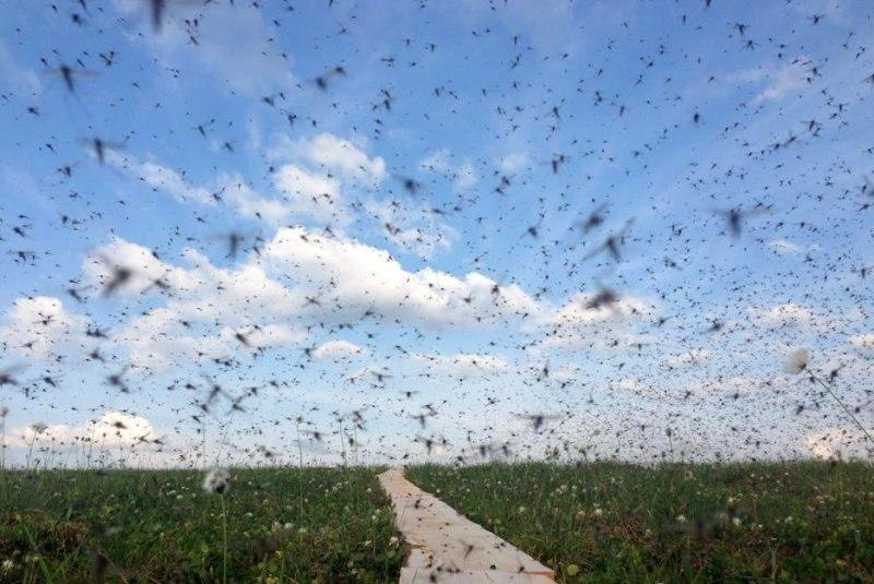 Небувала кількість комарів атакує Воронезьку область / фото Оксана Матвєєва/vk.com Небувала кількість комарів атакує Воронезьку область / фото Оксана Матвєєва/vk.com