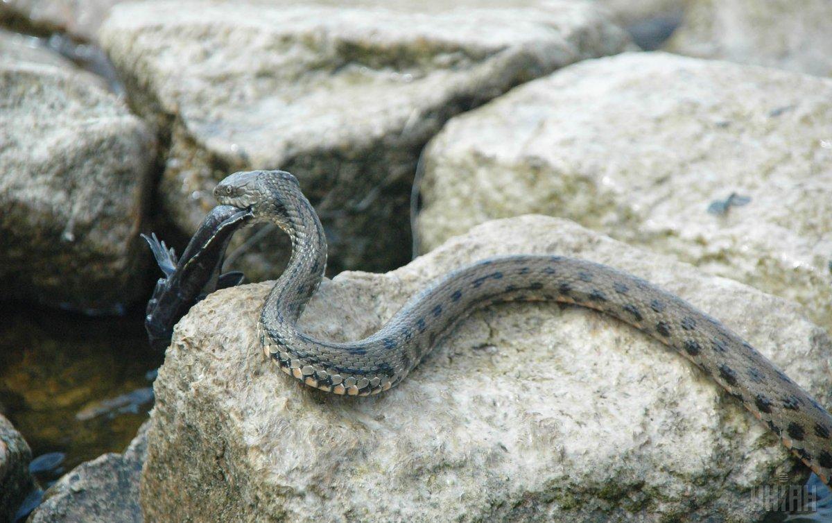 В Херсонской области степная гадюка (Vipera renardi) и теоретически ее тоже может принести к побережью Одесской области / Фото УНИАН В Херсонской области степная гадюка (Vipera renardi) и теоретически ее тоже может принести к побережью Одесской области / Фото УНИАН
