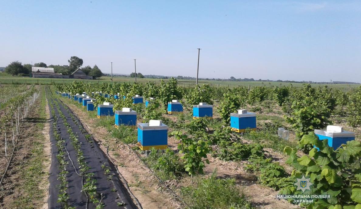 Поліція почала розслідування мору бджіл на Волині / фото vl.npu.gov.ua Поліція почала розслідування мору бджіл на Волині / фото vl.npu.gov.ua