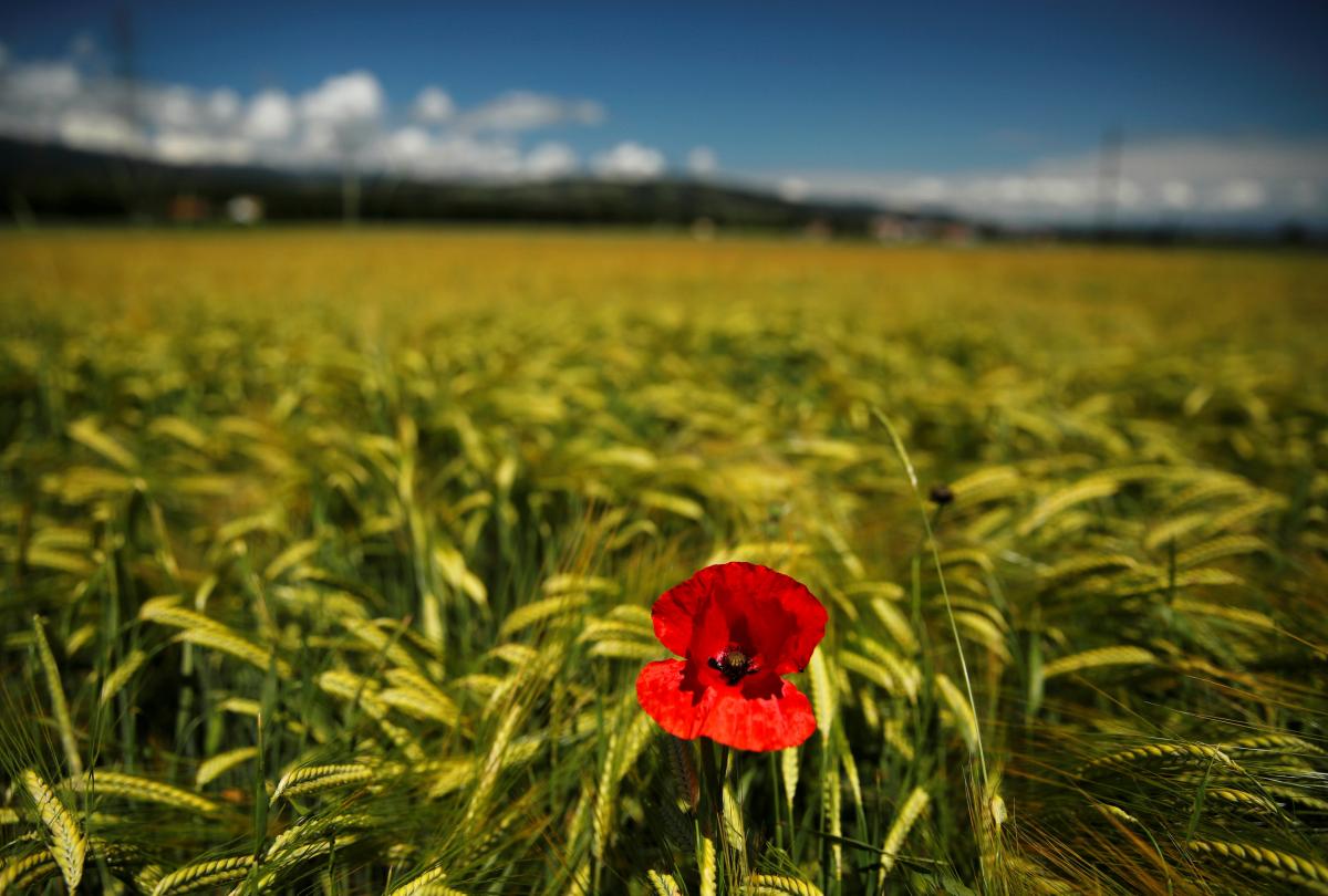 Иллюстрация / REUTERS