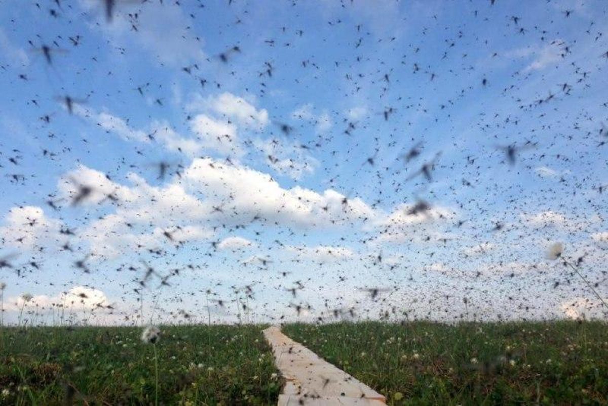 Полчища комаров в Воронежской области: фото, видео