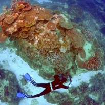 Ученые заметили признаки начала нового глобального вымирания на Земле