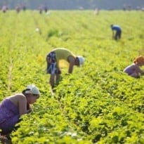 Financial Times: Заробитчан из Украины не хватит на всю Восточную Европу