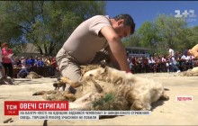 На Одещині відбувся чемпіонат зі швидкісного стриження овець (відео)