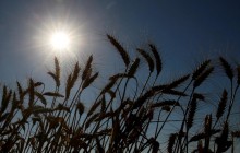 Experts revise downward grain harvest forecast for Ukraine
