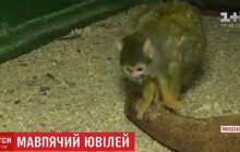 Мавпа-довгожитель з Миколаївського зоопарку може побити світовий рекорд (відео)