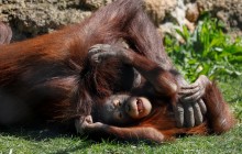 В зоопарк Харькова из Франции прибыли два орангутана (видео)