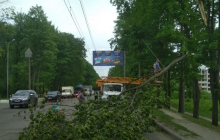 Стихія у Харкові: сильний вітер повалив дерево на проспект (фото)