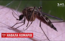 Из-за теплой погоды в Украине увеличилось количество комаров (видео)