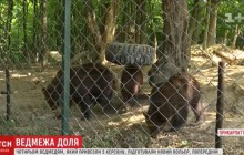 Для херсонських ведмедів будують новий вольєр у Галицькому природному парку (відео)