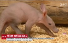 В пражском зоопарке посетителям впервые показали малыша африканского трубкозуба (видео)