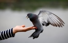 Птицы, дельфины, коты и собаки: ЦРУ рассекретила данные о животных-шпионах времен холодной войны