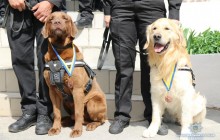 "Без четвероногого помощника и граница – не граница": пограничники поздравили с Днем собак