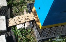 На Волыни после опрыскивания рапса химикатами погибло 400 пчелиных семей
