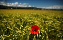 Депутат озвучил механизм агрострахования во время засухи