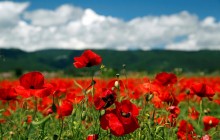 Швейцарские поля покрылись "маковым" ковром (фоторепортаж)