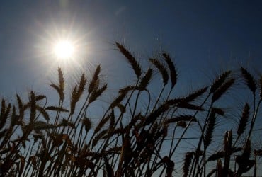 У Туреччині розповіли, як просувається розблокування експорту українського зерна