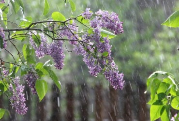 Когда в Киеве снова задождит: синоптики назвали точную дату (инфографика)