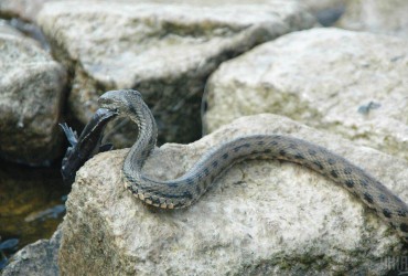 Не міни, але не менш страшно: вода несе до узбережжя Одеси змій (фото)