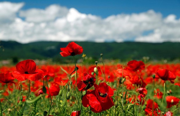 Швейцарські поля вкрилися "маковим" килимом (фоторепортаж)