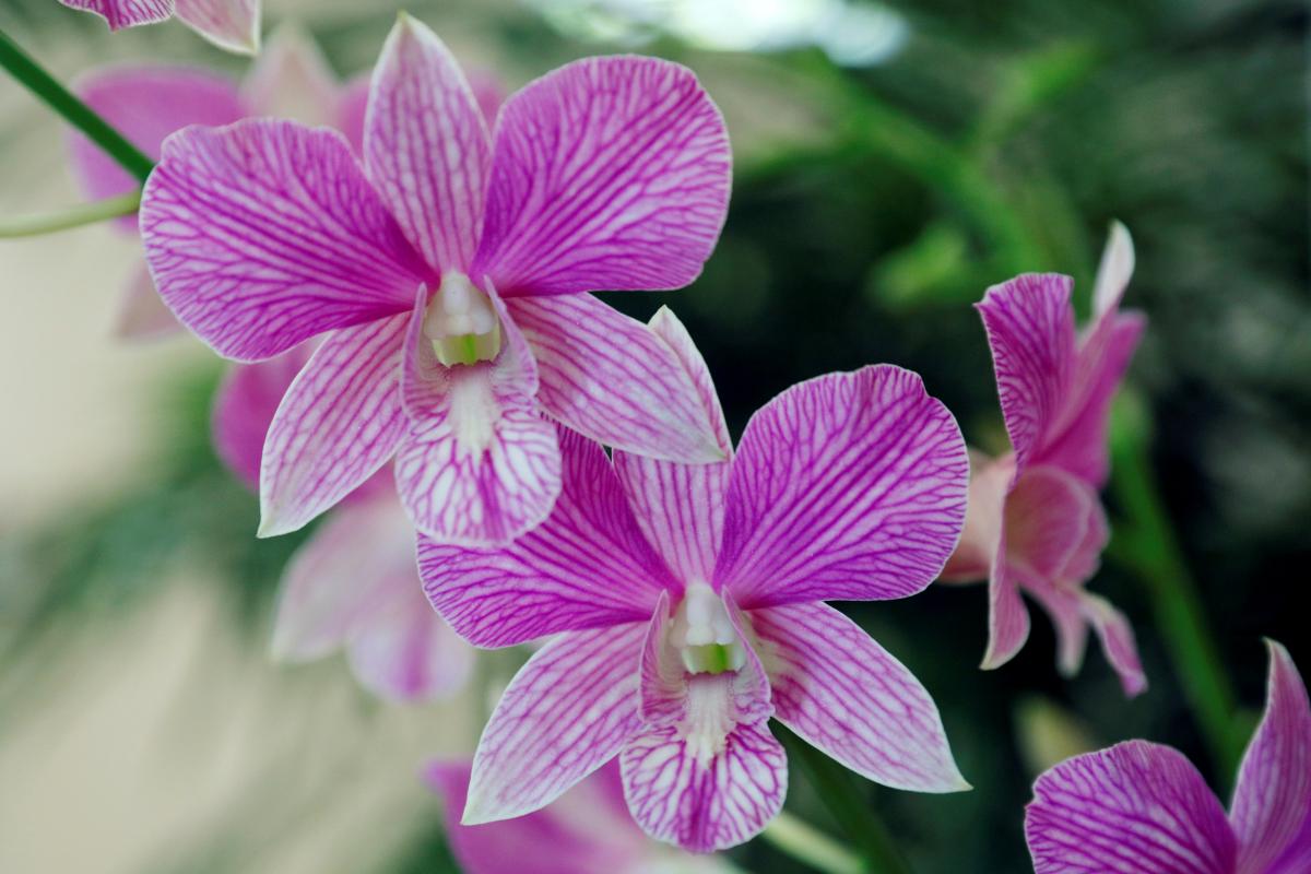 Чому не можна тримати орхідеї вдома / фото УНІАН
