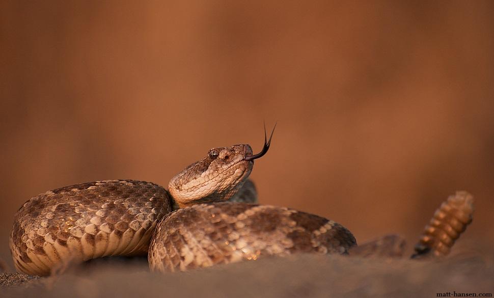 Укусы змей несут серьезную угрозу здоровью / Фото Matt Hansen via flickr.com
