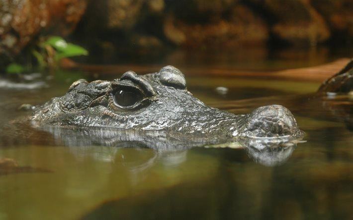 Крокодил, иллюстративное фото / brightwallpapers.com.ua