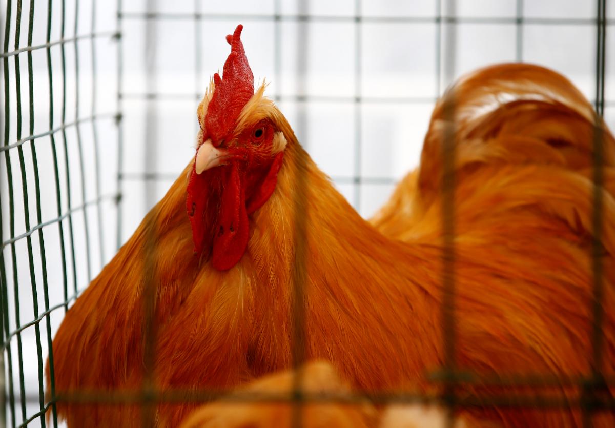 Иллюстрация REUTERS