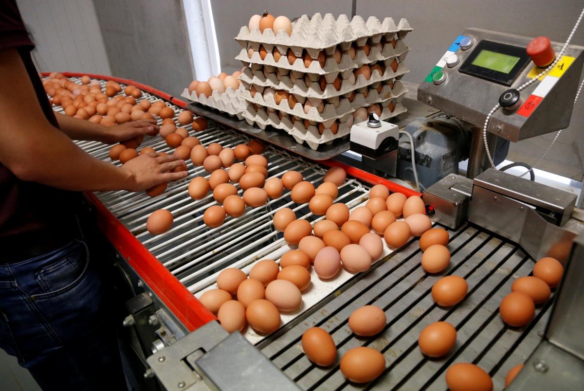 За 9 месяцев 2021 года промышленные предприятия произвели на 24% меньше куриных яиц по сравнению с аналогичным периодом прошлого года / Иллюстрация REUTERS