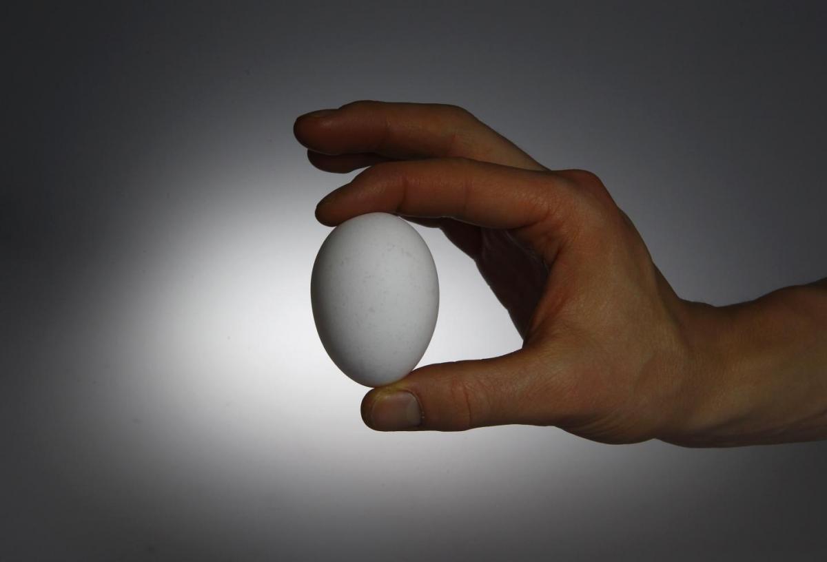 Зараз саме той період, коли ціна на яйця починає підніматися вгору / фото REUTERS