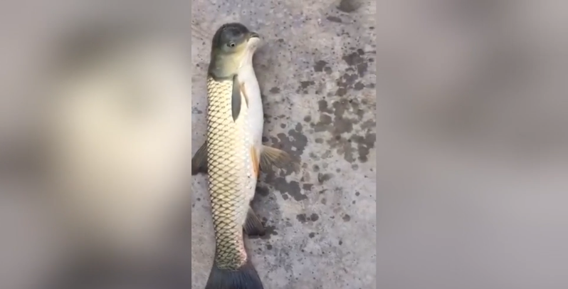 скріншот відео