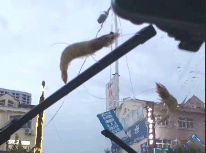 У Китаї пройшов дощ з морепродуктів / фото twitter.com/manukatsunakan