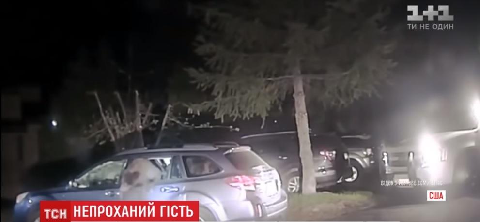 Після звільнення ведмідь одразу чкурнув геть / Скріншот відео ТСН Після звільнення ведмідь одразу чкурнув геть / Скріншот відео ТСН