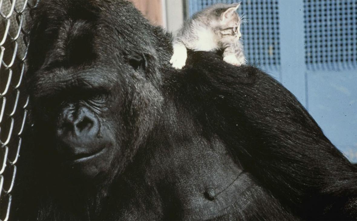 Коко владела языком глухонемых \ (Фото: Dr. Ronald H Cohen/ Gorilla Foundation Коко владела языком глухонемых \ (Фото: Dr. Ronald H Cohen/ Gorilla Foundation