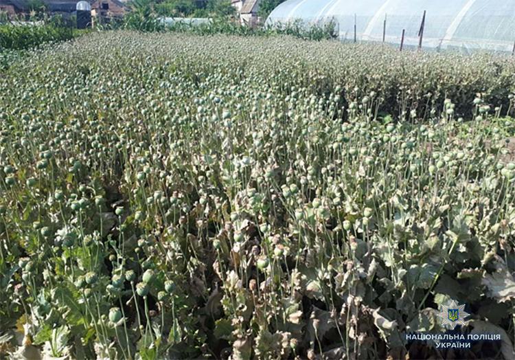 Правоохоронці виявили та вилучили 10 735 кущів снодійного маку / фото: Нацполиция Правоохоронці виявили та вилучили 10 735 кущів снодійного маку / фото: Нацполиция