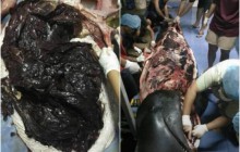 У Таїланді не змогли врятувати від смерті чорного дельфіна, який проковтнув 80 пластикових пакетів