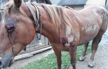 На Закарпатті п’яний чоловік прив’язав коня до автомобіля і тягав по асфальту (фото)