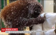 Мавпа влаштувала "снігопад" з пір'я і "підірвала" мережу (відео)