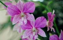 Почему нельзя держать орхидеи дома: названы 4 причины