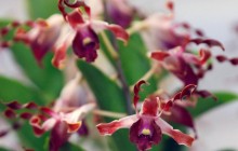 VIP-орхідеї в ботсаду Сінгапуру в очікуванні зустрічі Трампа та Кім Чен Ина (фоторепортаж)