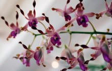 Орхидея зацветет, как "сумасшедшая": опытные садоводы назвали удивительное свойство льда