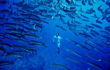 Австралийские ученые разработали план спасения морских животных