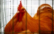 EU suspends import of poultry meat from Ukraine over bird flu concerns