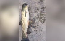 Китаец поймал рыбу-мутанта с головой голубя (видео)