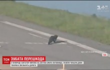 Рожденный ползать: во Флориде аллигатор заблокировал взлетную полосу в аэропорту (видео)