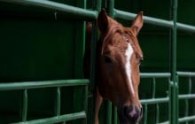 Люди были к этому не готовы: как на самом деле потеют лошади (видео)